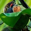Datel cernolici - Melanerpes pucherani - Black-cheeked Woodpecker o8585